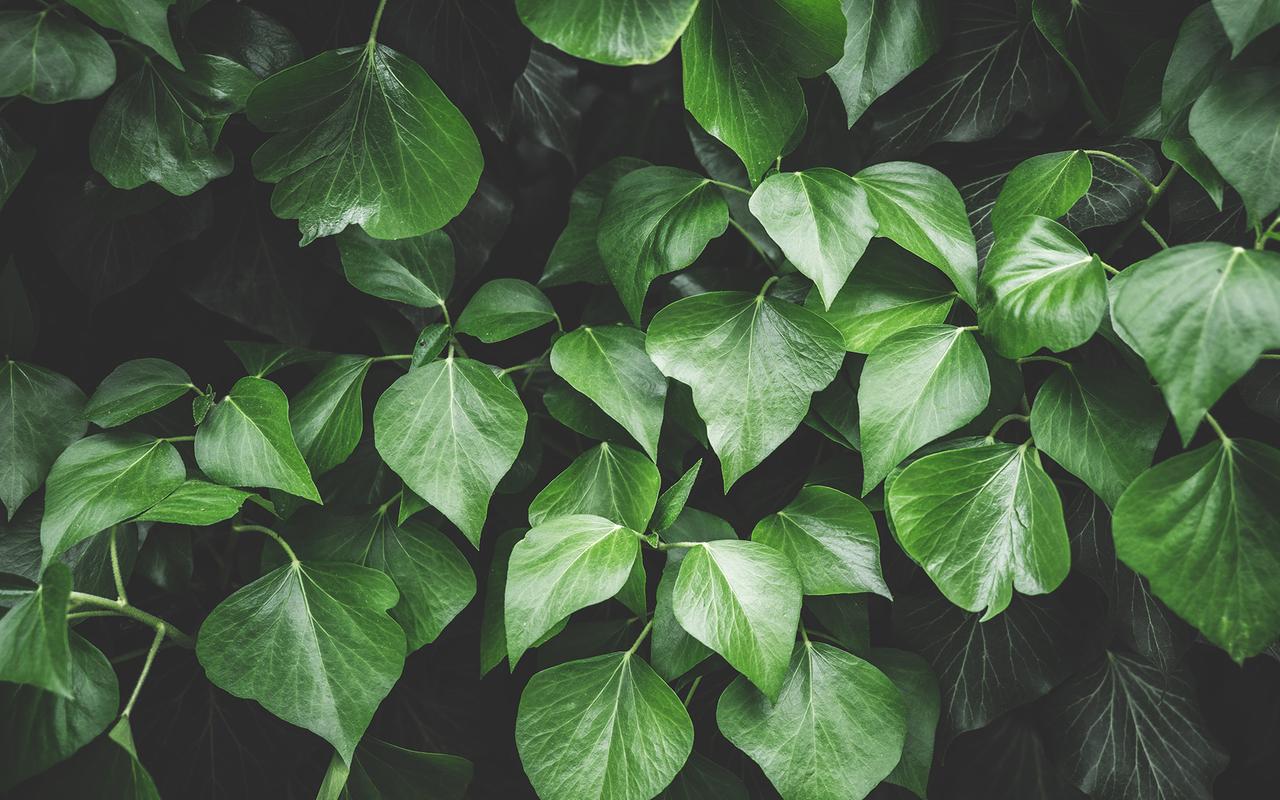 绿色植物微距摄影高清图片壁纸