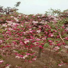 我的图库 河东区玉杰苗木花卉种植专业合作社
