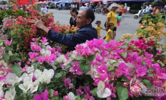 昆明宜良 打造 中国花卉苗木之城 靓丽名片